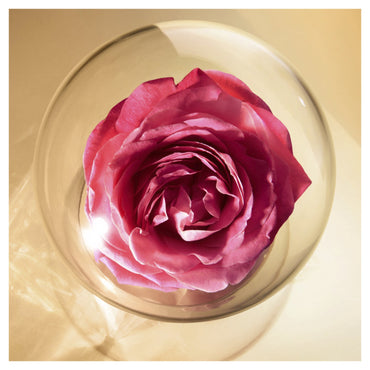 Lancome Absolue Precious Cells Night Mask